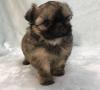 Puppies for sale Germany, Kayzerslauten Other breed, Chines Imperial