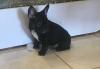 Puppies for sale Germany, Trier Mixed breed, Frenchton