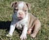 Puppies for sale Germany, Dusseldorf Border Terrier