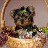 Dogs free Ukraine, Ivano-Frankivsk Yorkshire Terrier