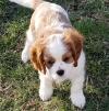 Puppies for sale Germany, Hannover King Charles Spaniel