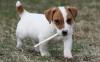 Puppies for sale Germany, Yen Jack Russell Terrier