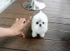Puppies for sale Lithuania, Alytus Maltese