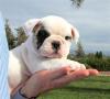 Продам щенка USA, California, Los Angeles English Bulldog