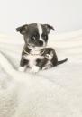 Puppies for sale Ukraine, Kiev Chihuahua