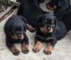 Puppies for sale Lithuania, Kaunas Rottweiler