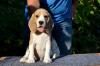 Продам щенка Ukraine, Kharkiv Beagle