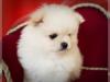 Puppies for sale Greece, Athens Pomeranian Spitz