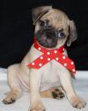 Dogs free USA, California, San Francisco Pug