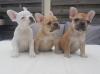 Puppies for sale Germany, Berlin French Bulldog