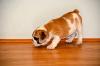 Puppies for sale Canada, Ontario, Ottawa–Gatineau English Bulldog