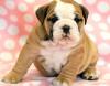 Puppies for sale Canada, Alberta, Calgary English Bulldog