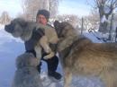 Продам щенка Россия, Московская область Кавказская овчарка