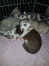 Puppies for sale Germany, Berlin Other breed, Siberian Husky
