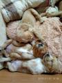 Продам щенка Украина, Одесса, Одесса Кокер спаниель, Англичани