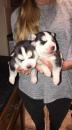 Puppies for sale Austria, Vienna Haski