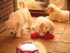 Puppies for sale Austria, Vienna Golden Retriever