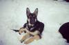 Puppies for sale Finland, Helsinki East-European Shepherd