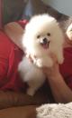 Puppies for sale Germany, Braunschweig Pomeranian Spitz