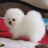 Puppies for sale Spain, Merida Pomeranian Spitz
