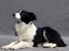 Puppies for sale Slovenia, Krusevac Border Collie