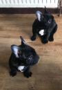 Puppies for sale Greece, Athens French Bulldog