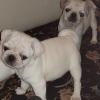 Puppies for sale Greece, Heraklion Pug