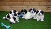 Puppies for sale Netherlands, Amsterdam Other breed