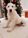 Puppies for sale Slovenia, Novi Sad Central Asia Shepherd Dog