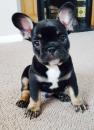 Puppies for sale Denmark, Kopenagen French Bulldog