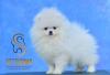Puppies for sale Slovenia, Shabatts, Loznica Pomeranian Spitz
