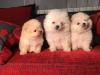Puppies for sale Slovenia, Belgrade, Beograd Pomeranian Spitz