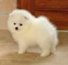 Puppies for sale Spain, Barcelona Pomeranian Spitz