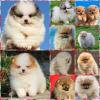 Puppies for sale Slovenia, Shabatts, Loznica Pomeranian Spitz