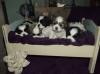 Puppies for sale Germany, Bochum Shih Tzu