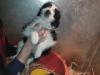 Puppies for sale Slovakia, Czech-budievitsy Bearded collie
