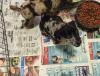 Puppies for sale Germany, Leipzig Catalan sheepdog