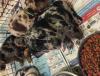 Puppies for sale Germany, Leverkusen Catalan sheepdog