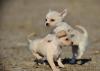 Puppies for sale Germany, Trier Chihuahua