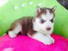 Puppies for sale Netherlands, Groningen Haski