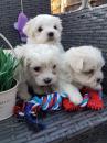 Puppies for sale Netherlands, Bergen aan Zee Maltese