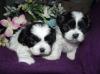 Puppies for sale Netherlands, Dordrecht Shih Tzu