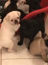 Puppies for sale Netherlands, Maastricht Pug