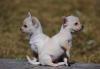 Puppies for sale Germany, Stuttgart Chihuahua