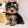 Puppies for sale Germany, Chemnitz Yorkshire Terrier