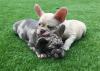 Puppies for sale Netherlands, Utrecht French Bulldog