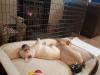 Puppies for sale Netherlands, Amsterdam Pug