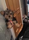 Puppies for sale Poland, Rzeszow Yorkshire Terrier