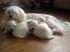 Puppies for sale Germany, Bochum Maltese