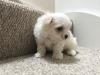 Puppies for sale Germany, Brandenburg Maltese